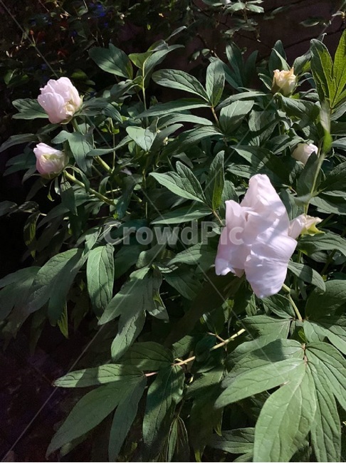 plant,식물,flower,꽃,분홍꽃,꽃,flower