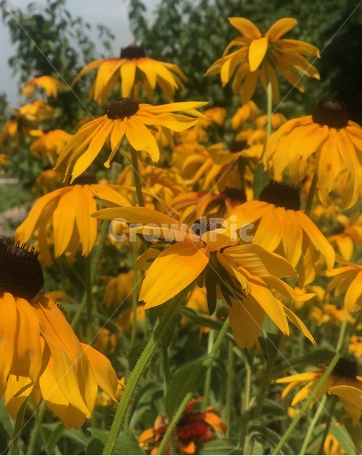 flower,행복,꽃,sunflower,해바라기