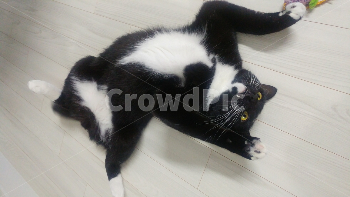 고양이,검정고양이,펫,블랙앤화이트,집고양이,집냥이,냥이,애완동물