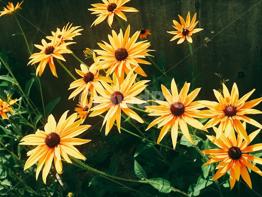 식물,꽃,여름,여름꽃,노랑,summer,색감,색채,자연,flower,구도