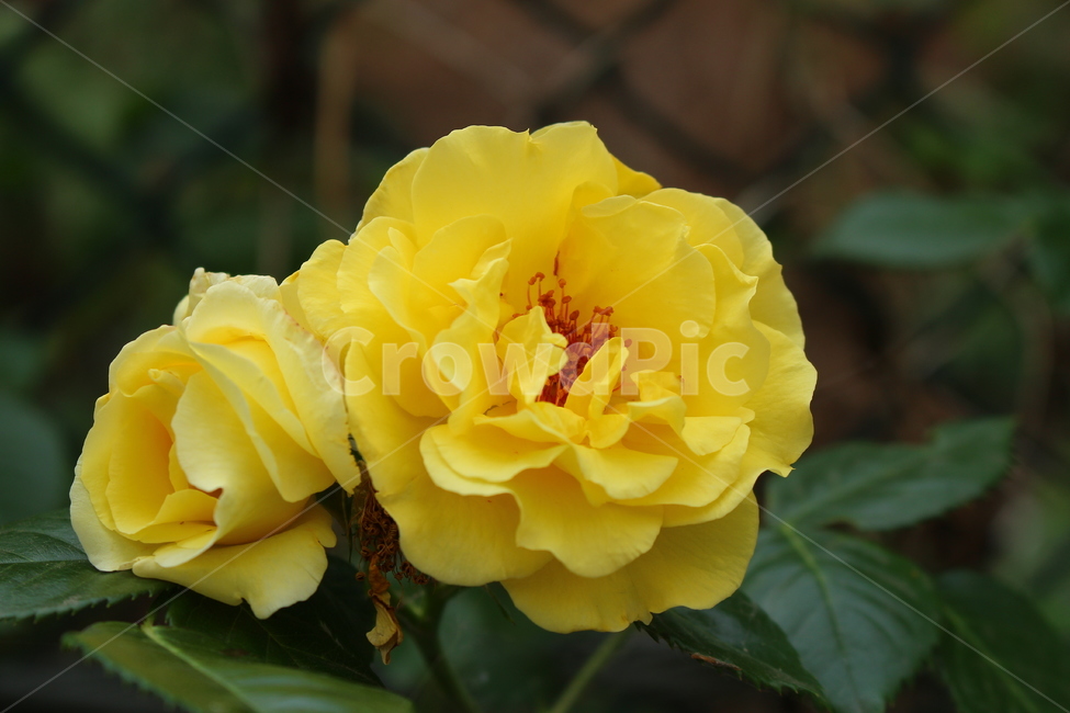 야생화,꽃,철조망과꽃,노란꽃,flower,꽃,flower