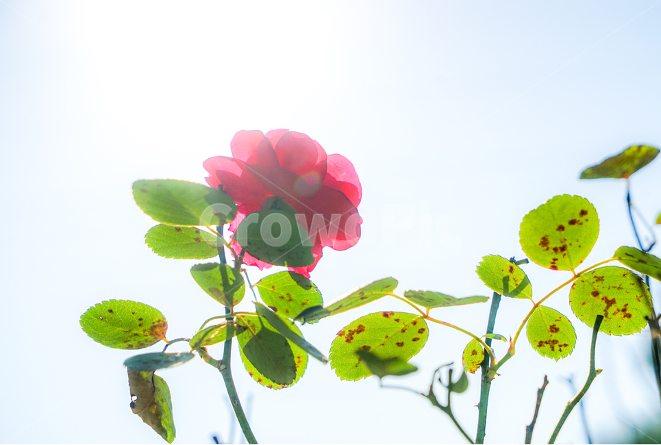 장미,꽃,야생화,나뭇잎,가시,자연,식물,식물,자연,plants,nature,꽃,flower