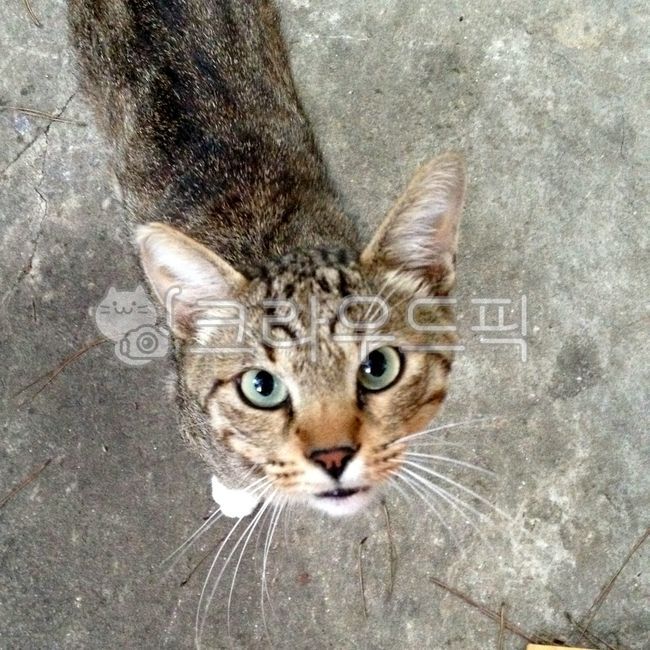 길고양이,고양이,냥이,길냥이,응시,또리방,사교성,냥줍,업둥이,똘망똘망,똘똘