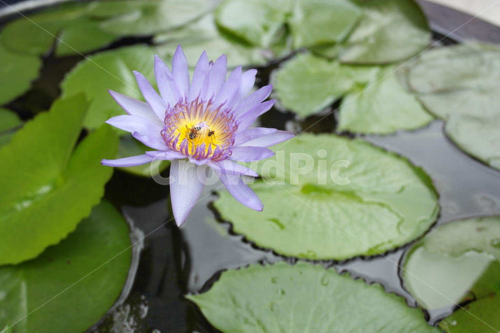 연꽃,꽃,lotus,연못,pond,연잎,lotusleaf,연보라색,보라색꽃,purple