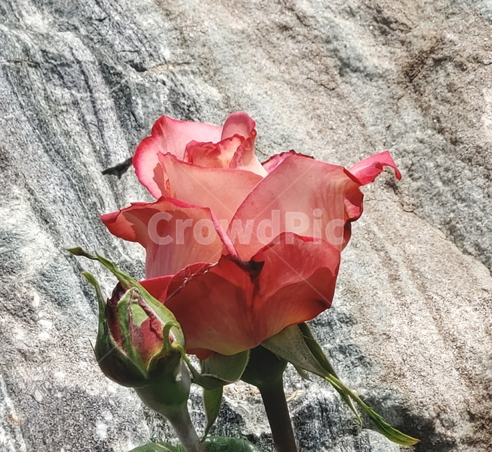 장미,봄꽃,식물,빨간장미,꽃,식물,자연,plants,nature,꽃,flower