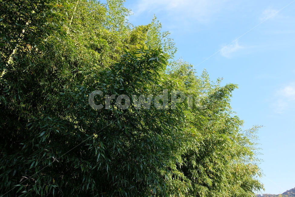 대나무,대나무숲,풍경,한국풍경,bamboo,나무,숲,식물