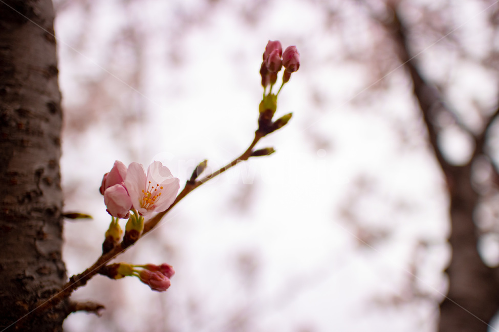 벚꽃,cherryblossoms,봄,spring,꽃,flowers,핑크,pink,자연,nature,야외,outdoor,outside,공원,park,분홍,베이비핑크,꽃봉오리,봉오리,러블리,lovely,봄,계절,spring,season,식물,자연,plants,nature,꽃,flower,plant,blossom