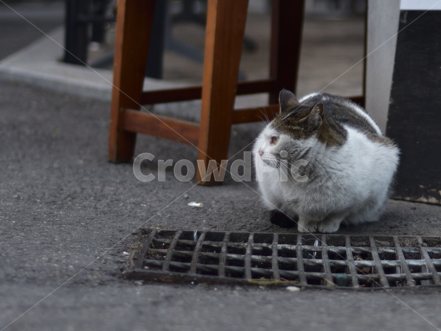 pet,cat,고양이,길고양이,코숏,동물,포유류,감성사진,동물,animal,포유류,mammal,고양이,cat,kitten,kitty