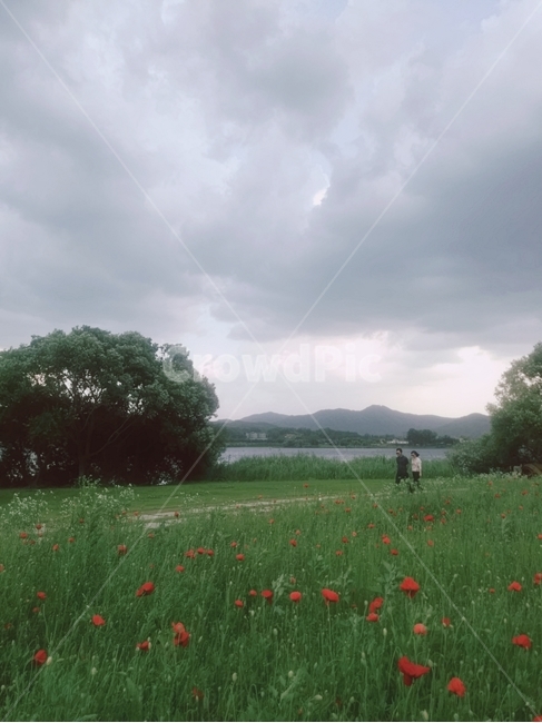 꽃밭,양귀비꽃,빨간꽃,양귀비꽃밭,흐린날꽃밭