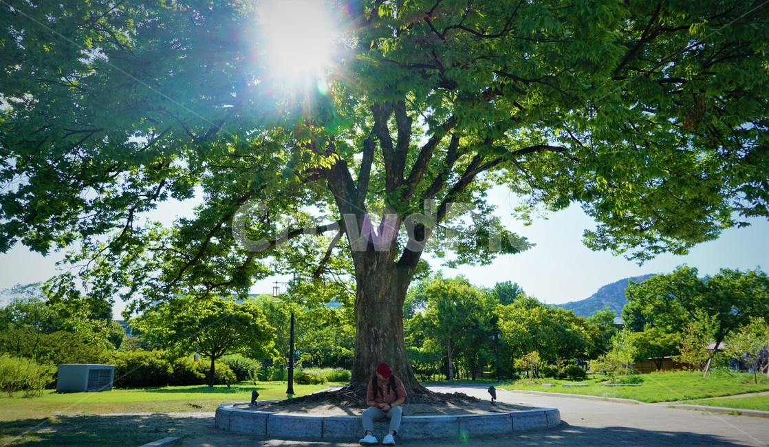 나무,앉은모습,푸름,여름,힐링,여름,계절,summer,season,식물,자연,plants,nature,나무,trees,wood,사람,인물,인간,human,person,남성,남자,man,male,휴식,힐링,rest,relaxation,healing,tree,plant,tree trunk,나무 줄기
