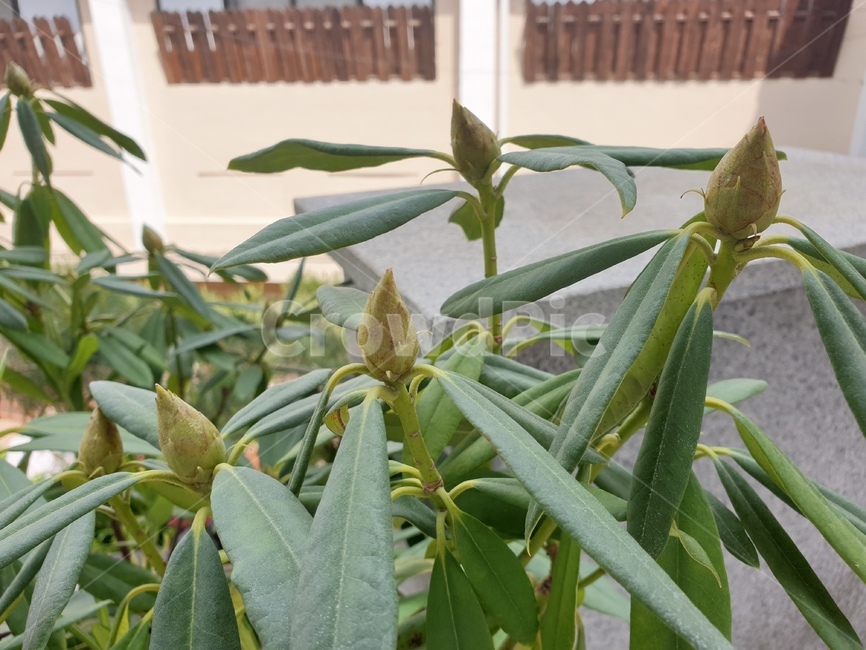leaf,잎,plant,식물,만병초,만병초꽃봉오리,예쁜꽃,식물,자연,plants,nature