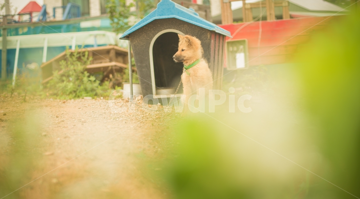 감성,강아지,애견,반려견,색감,동물,animal,포유류,mammal,개,강아지,dog,doggy