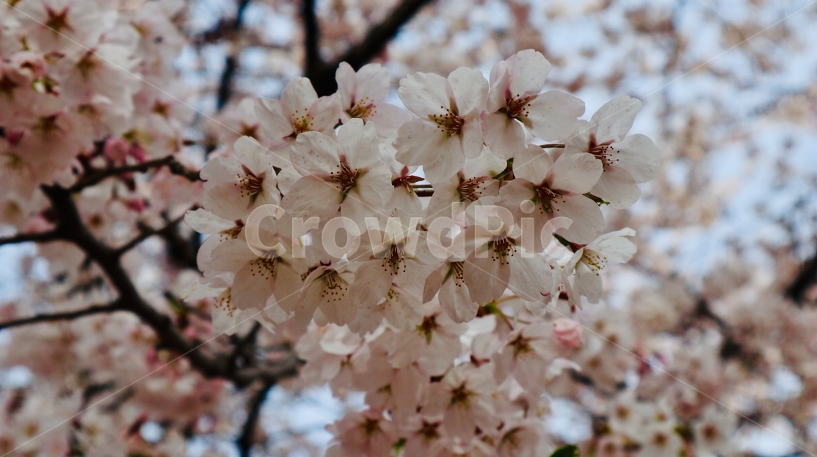 벚꽃,봄,서울숲공원,분홍,분홍색