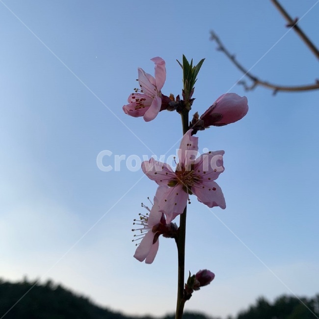 꽃,복숭아꽃,하늘,배경,꽃나무,나무