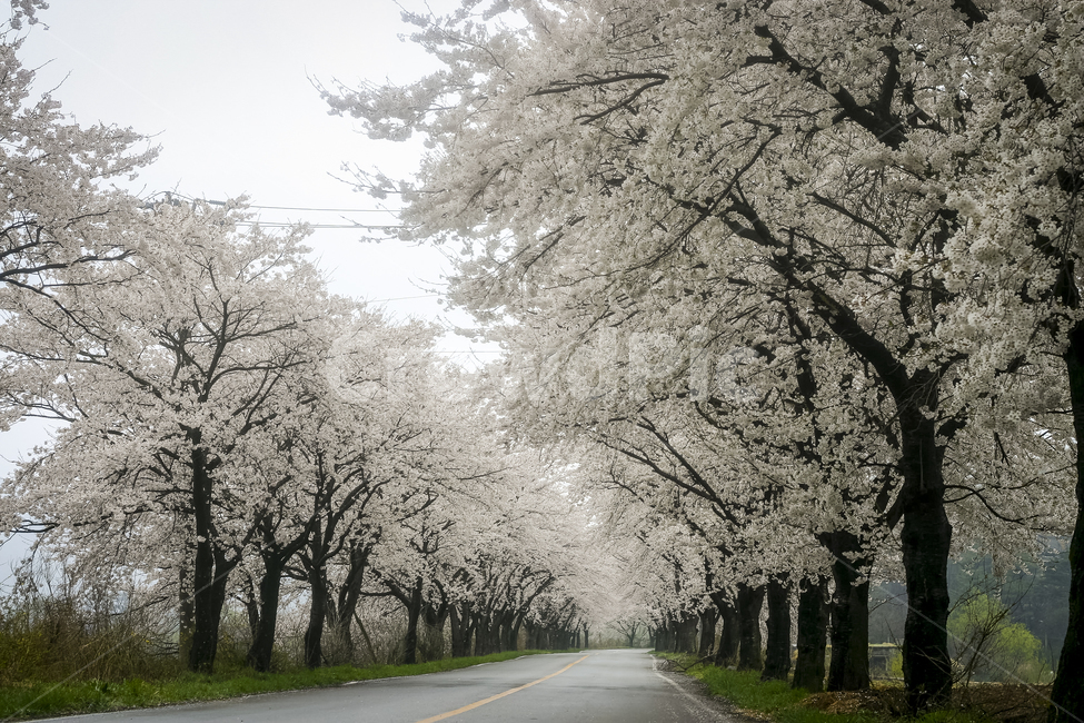 벚꽃,경주,암곡,벚꽃길,cherryblossoms,풍경,나무,봄,벚꽃놀이,봄,계절,spring,season,자연,풍경,nature,landscape,asphalt,아스팔트,road,도로
