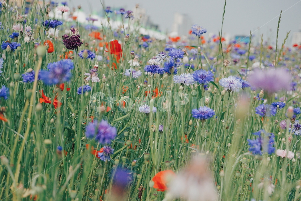 봄꽃,양귀비,울산,울산태화강,봄꽃축제,꽃,수레국화,자연,식물,자연,plants,nature,꽃,flower