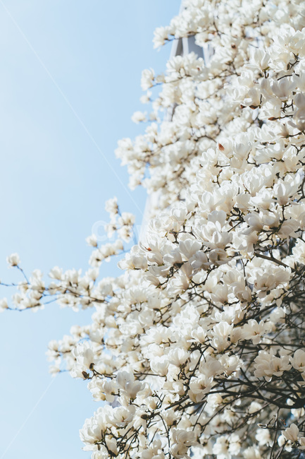 목련,목련꽃,목련나무,백목련,하얀목련,봄,봄꽃,나무,자연,식물,flower,magnolia,spring,bloosom,꽃