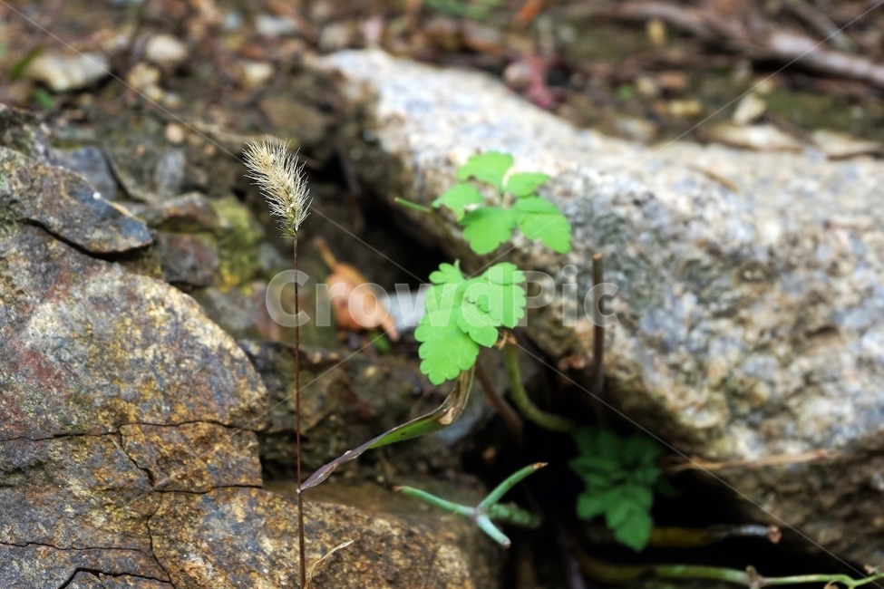 강아지풀,가을,개꼬리풀,foxtail,autumn,plant,greenbristlegrass,식물,자연,plants,nature