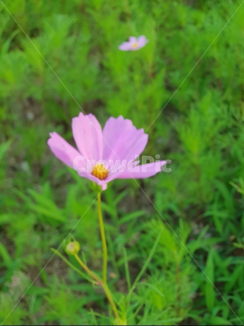 꽃,풀,숲,야생화,들꽃,분홍꽃,들판,숲속,꽃송이,flower,나무,땅