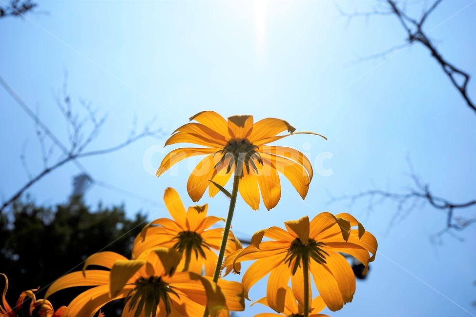 루드베키아,rudbeckia,coneflower,삼잎국화,국화과,식물,꽃
