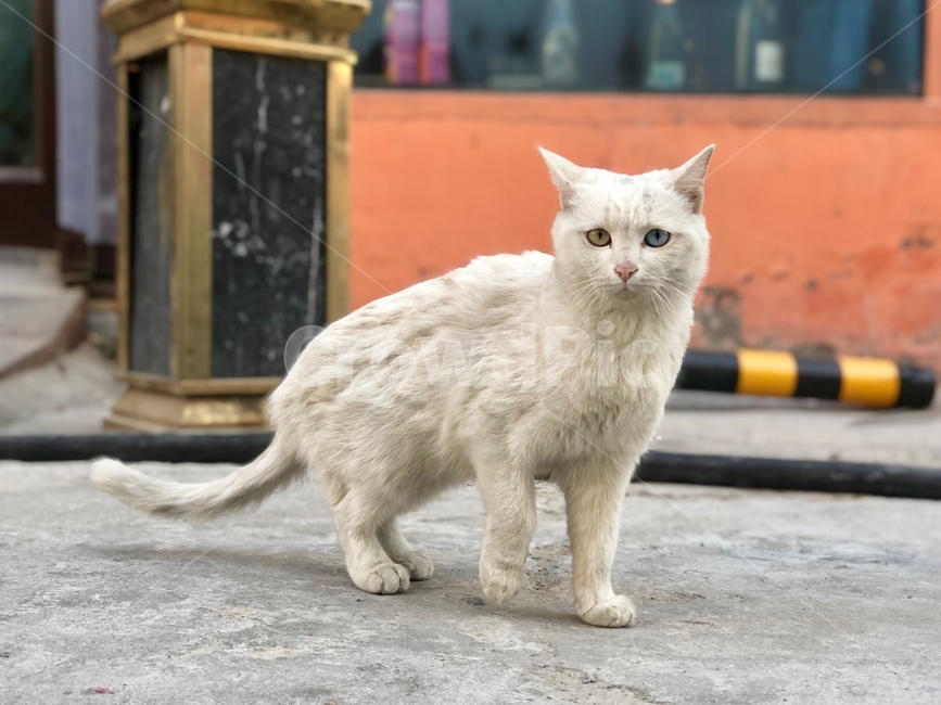 오드아이,고양이,길고양이,흰색고양이,동물,cat,anima,straycat,oddeye,동물,animal,포유류,mammal,고양이,cat,kitten,kitty