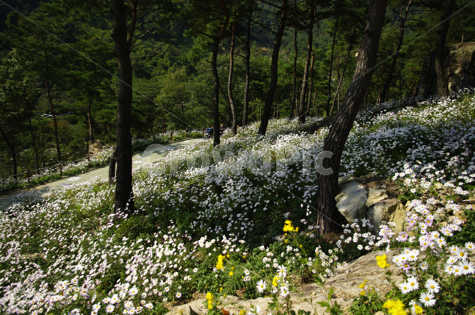 나무,숲,구절초,꽃,풍경,식물,flower,plant,tree