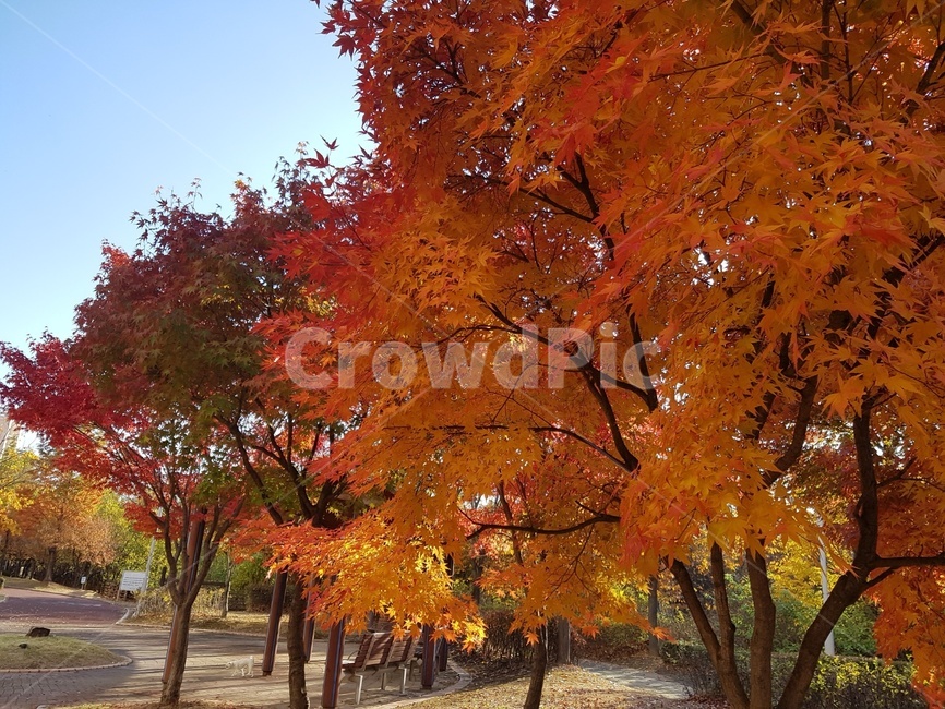 tree,나무,단풍,maple,plant,식물,잎,leaf,가을,단풍잎,알록달록,풍경,자연,nature,가을,계절,fall,autumn,season