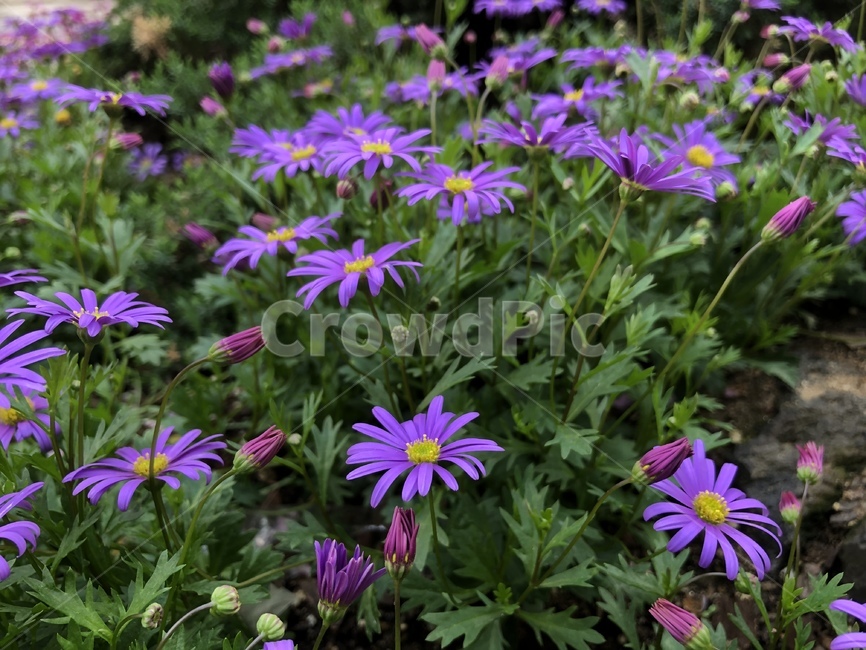 꽃,식물,봄꽃,블루데이지,보라색,자주색,식물,자연,plants,nature,꽃,flower