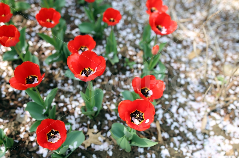 꽃이미지,빨간꽃,꽃화단,꽃썸네일,꽃이미지다운,식물,자연,plants,nature,꽃,flower