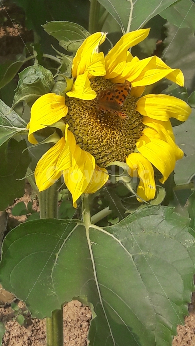 해바라기,꽃,하늘,나비,태양,여름,계절,summer,season,식물,자연,plants,nature,꽃,flower,동물,animal,곤충,벌레,insect,bug,plant,blossom,sunflower