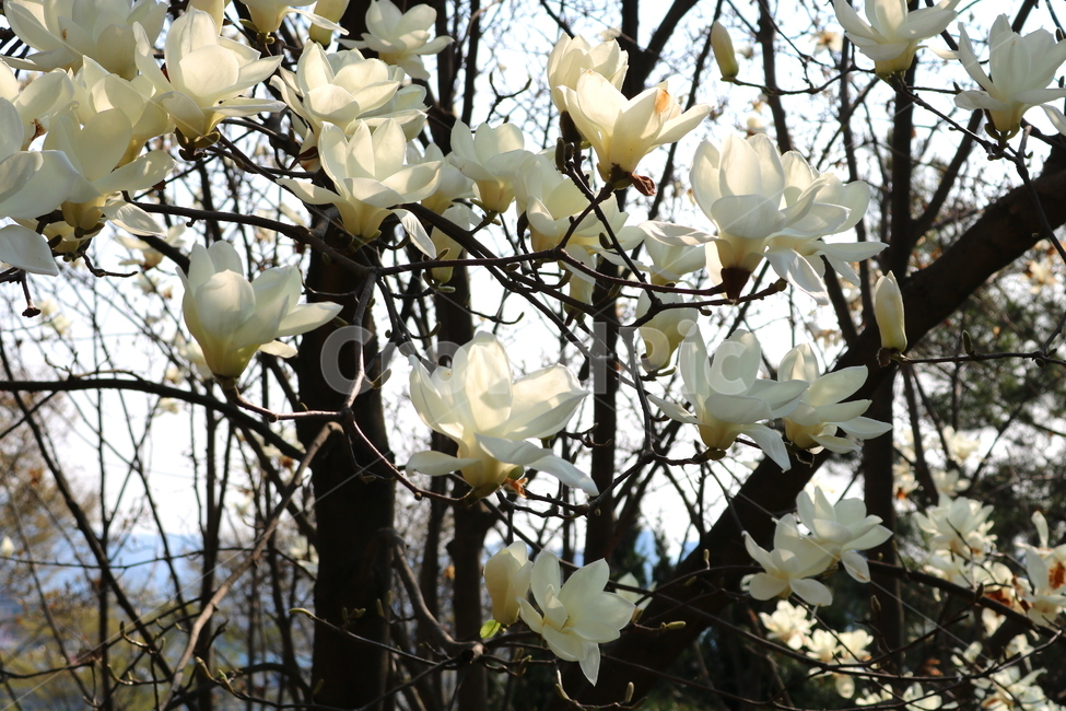 목련,꽃,목련꽃,나무,식물,흰꽃,봄,자연,식물,자연,plants,nature,꽃,flower