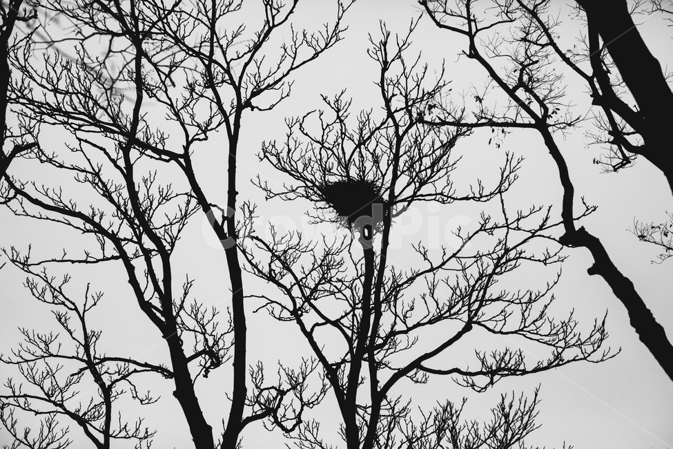 흑백,감성,일상,나뭇가지,둥지,새둥지,식물,자연,plants,nature,나무,trees,wood