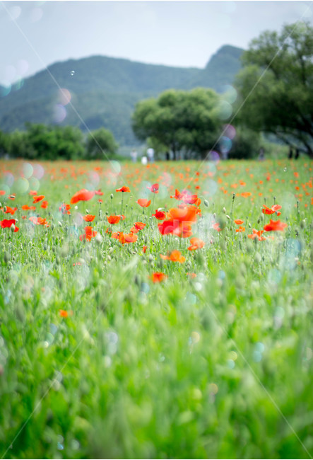 양귀비,양귀비꽃,6월,여름,물의정원,opiumpoppy,빨강,식물,자연,plants,nature,꽃,flower,경기도,남양주,green,red,비누방울,보케,식물,자연,plants,nature,꽃,flower,감성,sensible,feeling