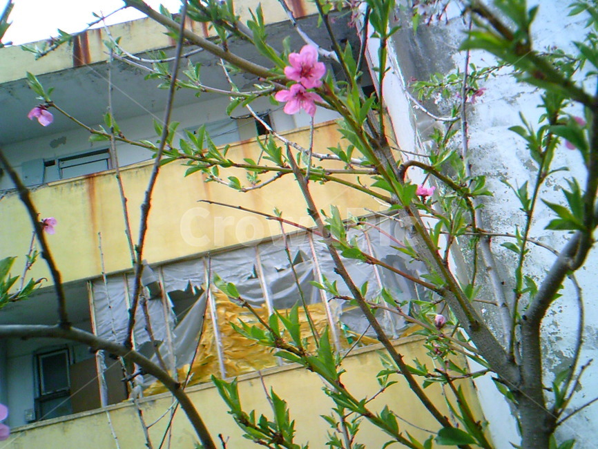 꽃,아파트,폐허,폐허아파트,꽃나무,분홍색꽃,분홍색,분홍,나무,flower,식물,자연,plants,nature,꽃,flower