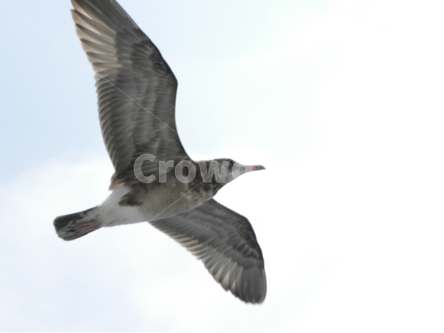 갈매기,seagull,gull,seamew,mew,동물,animal,조류,새,birds