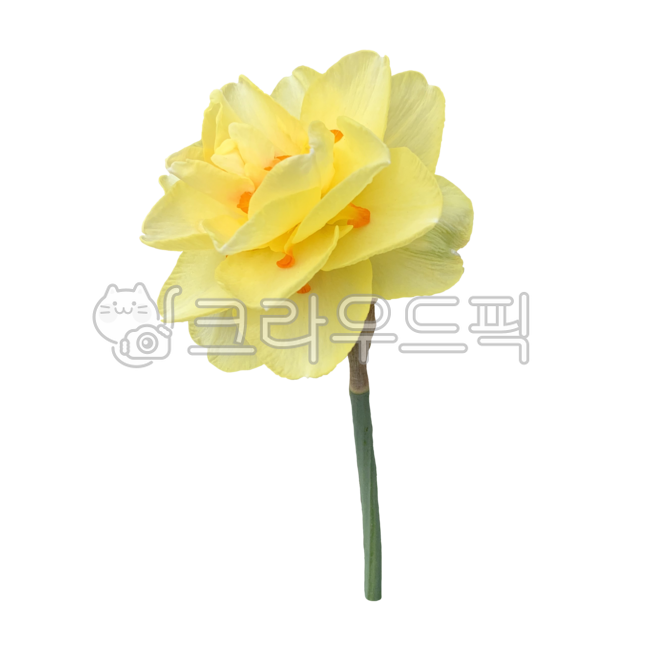 Fresh flower icon,yellow flower,yellow,spring plants,Flower Nokki,flower sticker,spring,spring flowers,fresh flowers,petal,Fresh flowers,flower icon,flower png,plant noodle,daffodil,fresh flower sticker,nature,plant png,spring symbol,One bunch,flower,fres