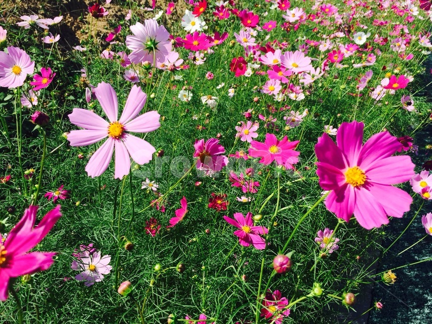 꽃,코스모스,가을,자연,힐링,식물,자연,plants,nature,꽃,flower