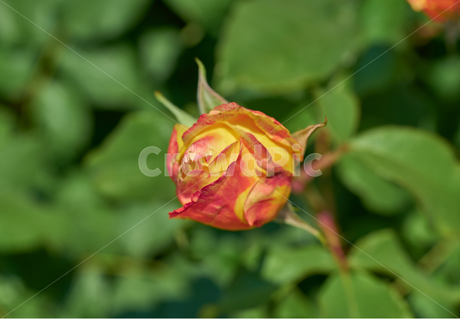 꽃,장미,식물,봄,개화,다색장미,빨간장미,노란장미,rose