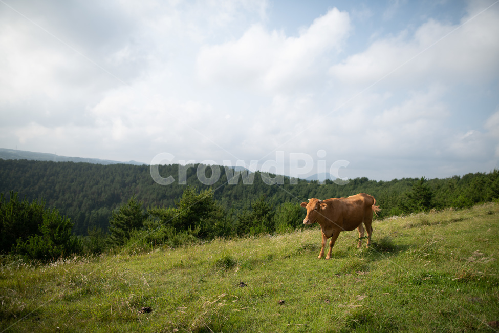 아부오름,소,해질녘,일몰,풍경,제주,오름,제주오름,하늘,평화로움,평화,동물,animal,포유류,mammal,목축업,목장,livestock farming,ranching,pasture