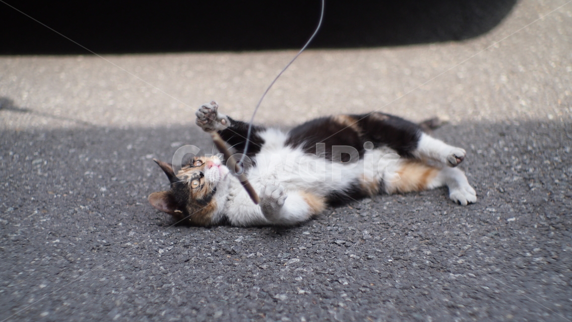 고양이,길고양이,cat,pet,동물,애완동물