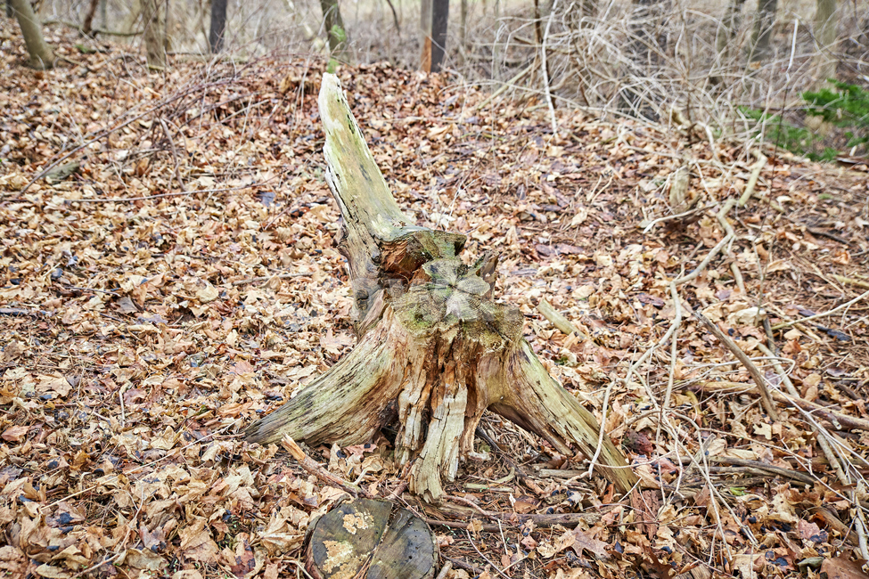 treestump,그루터기,ground,바닥,나무,버려진나무,썩은나무,산,숲,죽은나무,잘린나무