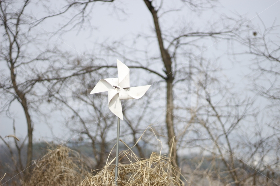갈대,나무,바람개비,공원,하늘,자연,식물,조형,사물,물건,오브젝트,thing,object,matter
