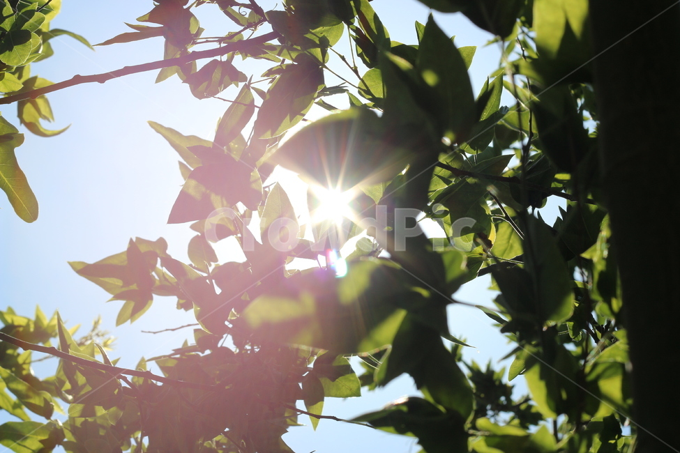 나무잎,햇살,하늘,풍경,자연,식물,자연,plants,nature