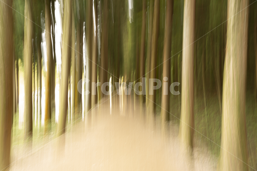길,나무,메타세콰이아길,메타세콰이아,흔들림,보성,자연,풍경,nature,landscape,plant,식물