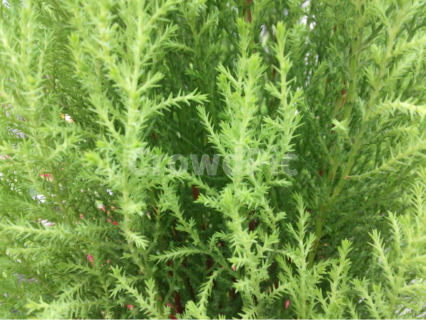 나무,연두색,식물,관상식물,원예,식물,자연,plants,nature