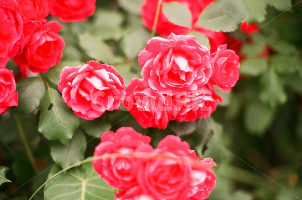 장미,꽃,장미꽃,빨강,가시,식물,자연,plants,nature,꽃,flower