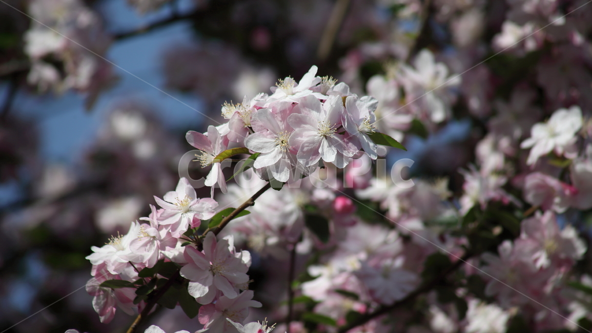 수사해당화,서부해당화,꽃아그배나무,꽃사과나무,crabapple