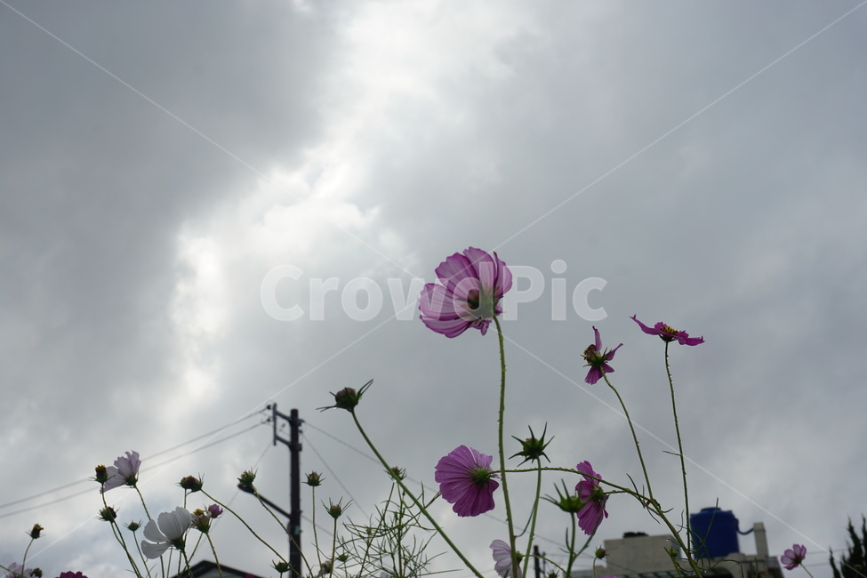 코스모스,가을,구름,꽃,하늘,plant,식물,flower,가을,계절,fall,autumn,season,식물,자연,plants,nature,꽃,flower,blossom,geranium,제라늄