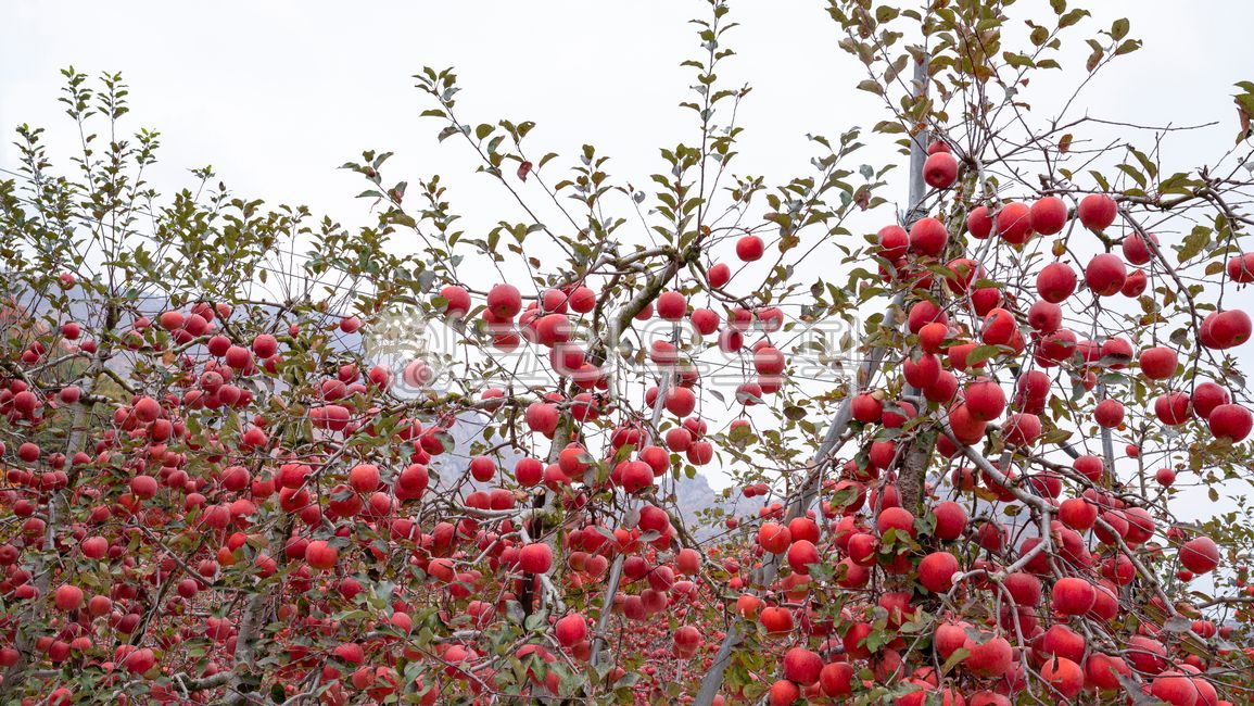 fruit,apple farm,tree branches,apple garden,apple,orchard,fall,fruit tree,ripening,fruition,season,thick apples,hanging,red apples,apple tree
