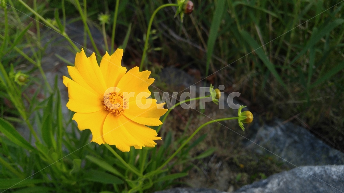 큰금계국,국화,꽃,노랑꽃,노랑색,식물,녹색,감성,배경,계절,chrysanthemun,flower,yellowflower,yellow,flant,green,emotional,background,season